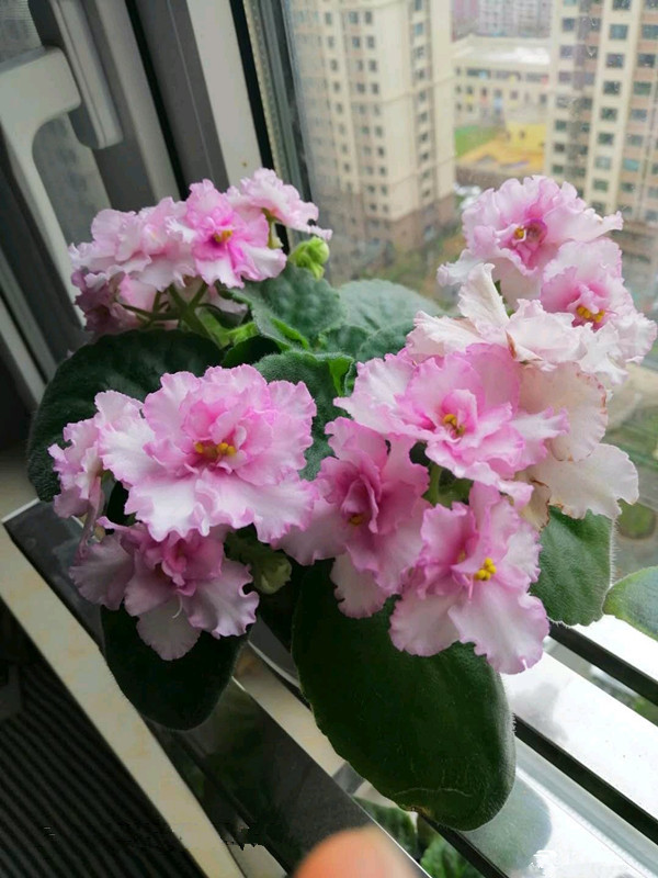 重瓣非洲堇优秀的室内观赏植物家里养一盆四季都有花看