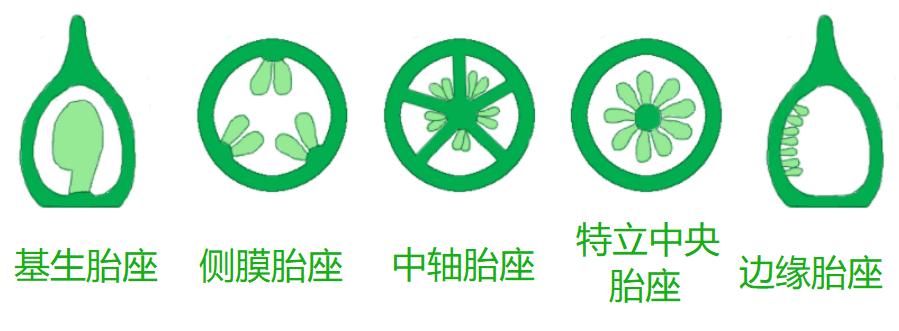 生胎座,侧膜胎座,中轴胎座,特立中央胎座,边缘胎座和顶生胎座几种类型