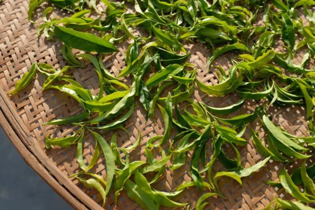 初制工艺有 晒青凉青做青杀青揉捻干燥等六道工序.