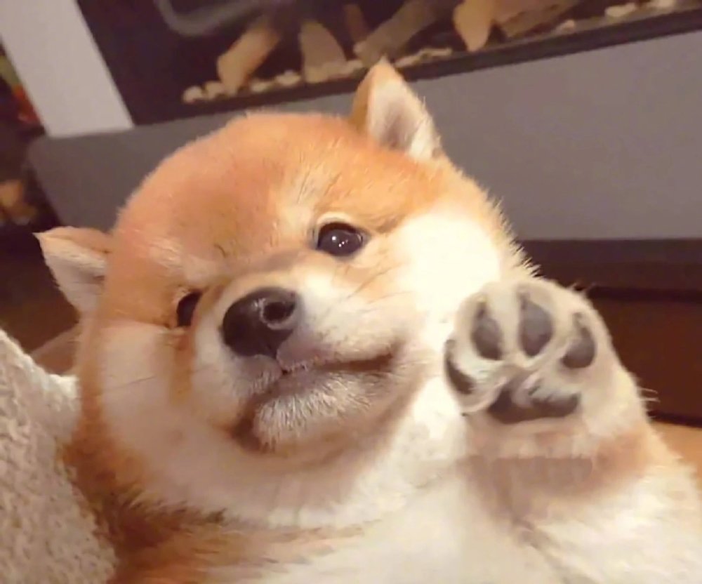 宠物头像世界还有可爱的我