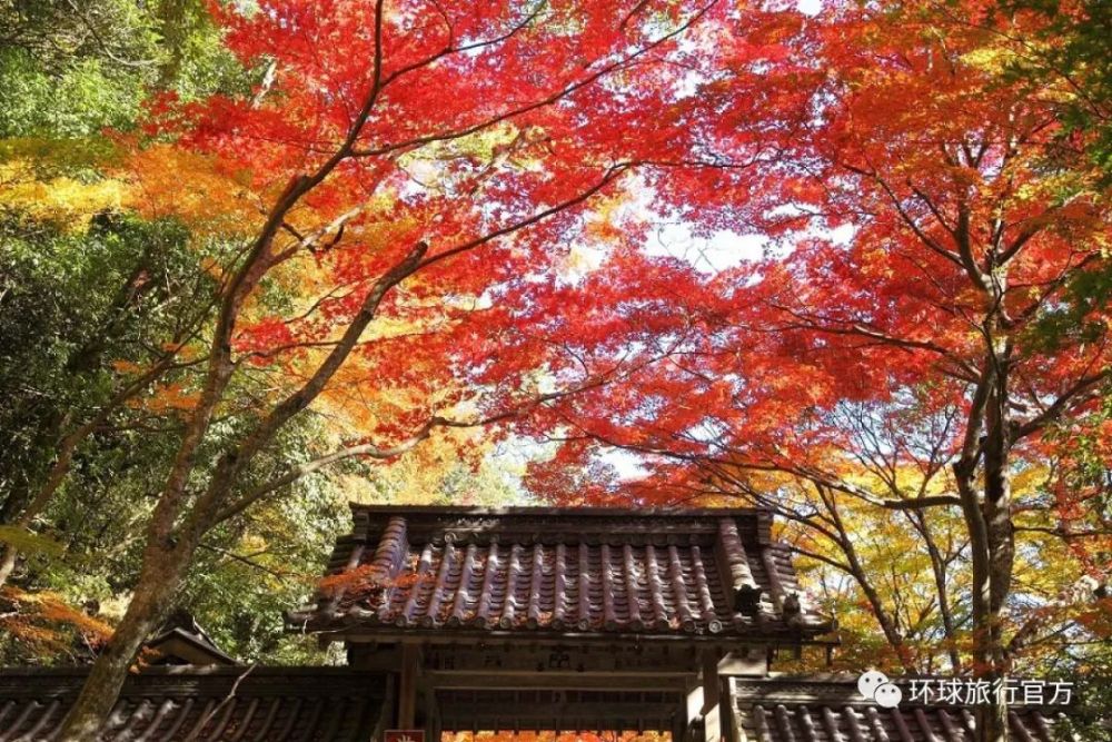 近江八幡 神湖边的日本传奇古镇 腾讯新闻