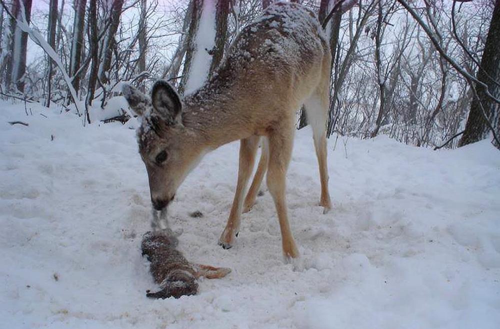 很多证据显示 食草动物也吃肉 它们为什么不直接改吃肉 腾讯新闻