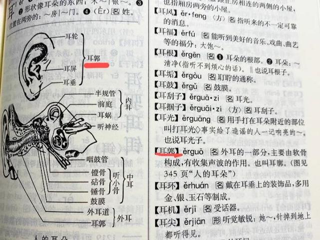 "耳廓"还是"耳郭",又出现集体记忆混乱,又是曼德拉效应?_腾讯新闻