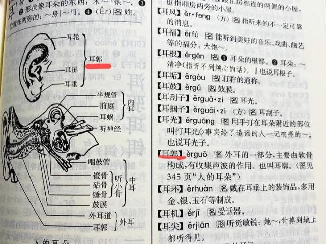 结果发现耳廓这个词,在字典上也跟着消失了:教材上当真写的是耳郭