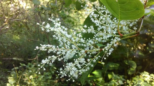 日本虎杖入侵美国本土入境后就泛滥现在已经控制不住了