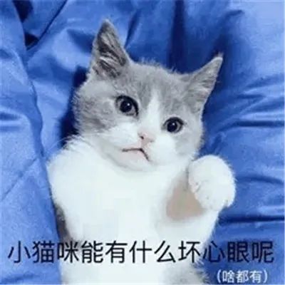 表情包小猫咪能有什么坏心眼呢