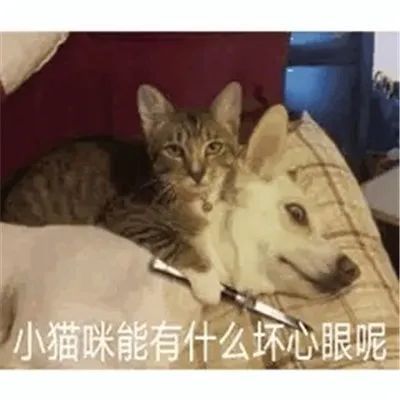 表情包小猫咪能有什么坏心眼呢