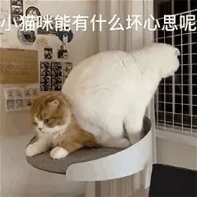 表情包小猫咪能有什么坏心眼呢