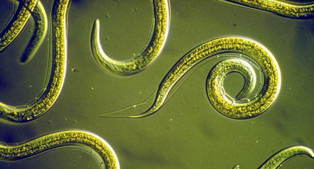 到目前为止,这方面的研究涉及单细胞酵母,线虫,无脊椎动物,啮齿类