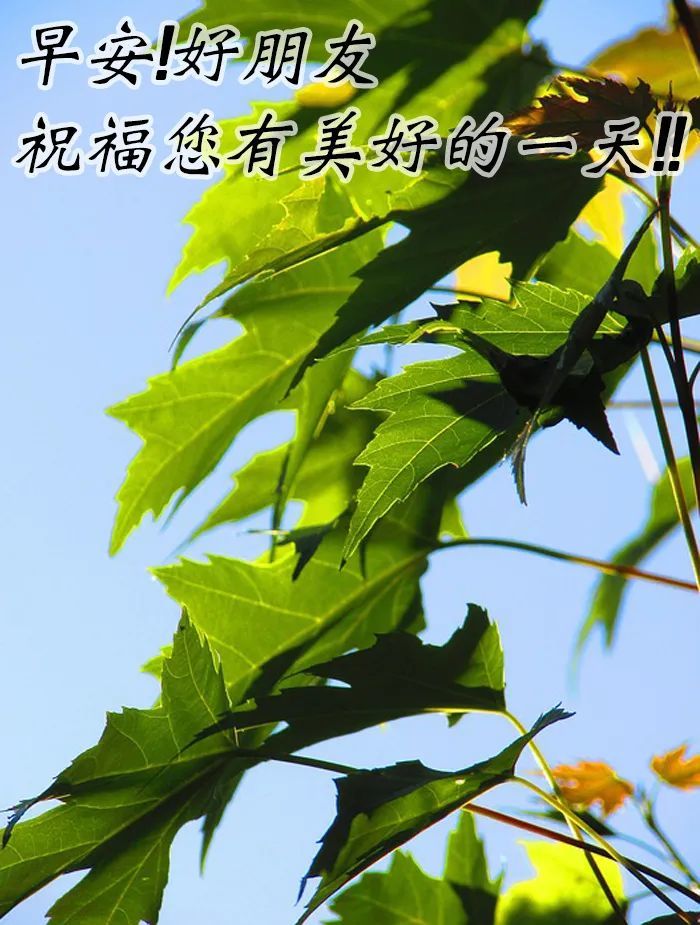 早上好问候语图片2021早上好的句子