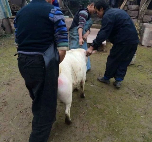 记得小时候,农村杀猪一般集中在腊月二十六前后,到了腊月二十六,基本