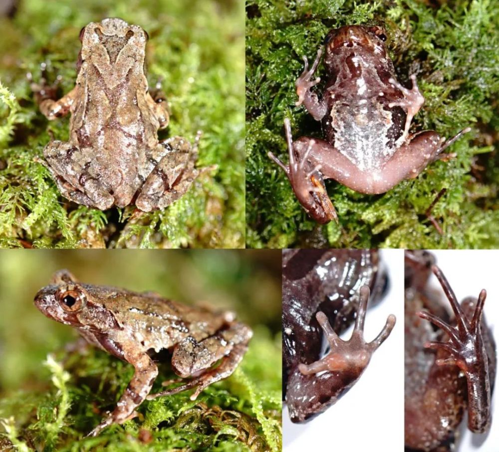 两栖动物新物种——百山祖角蟾_腾讯新闻