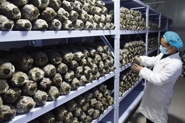 甘肃临夏食用菌产业助增收