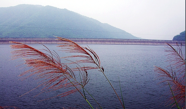 蓄水同比减少77%,梅溪水库河床大面积裸露还长了荒草