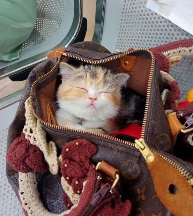 背包里的小猫咪,太可爱了