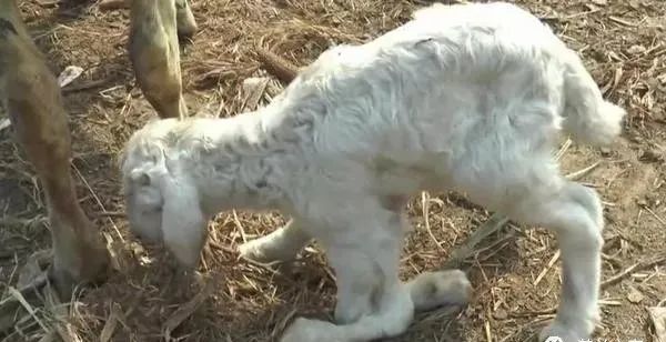 羊链球菌病的防治方法_腾讯新闻