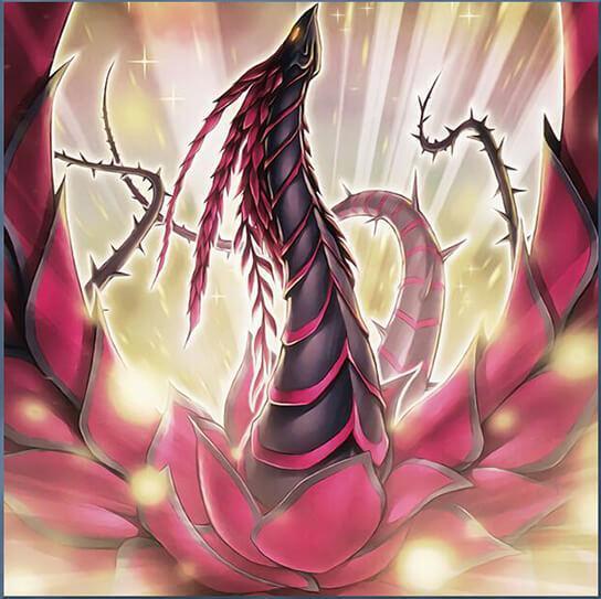 这次我要介绍的是红莲蔷薇龙这张卡片需要调整加调整以外一只以外怪兽