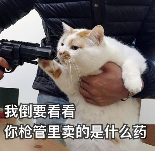 萌宠表情包:小猫突击_腾讯新闻