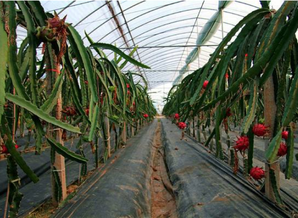 火龍果種植怎麼過冬火龍果冬季管理技術