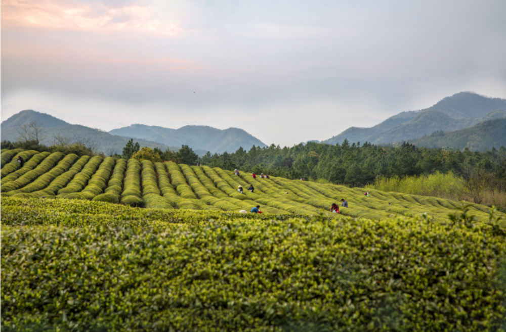 南陵县工山镇第二届大工山杯摄影大赛获奖作品线上展览