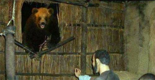 日本食人熊连吞10人进肚专门狩猎年轻女子老照片不符合常理