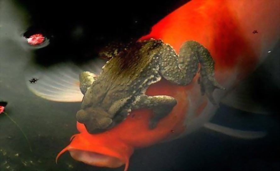 有福了?辽宁一大爷钓出"金蟾抱鲤",这可不是什么"好运来"