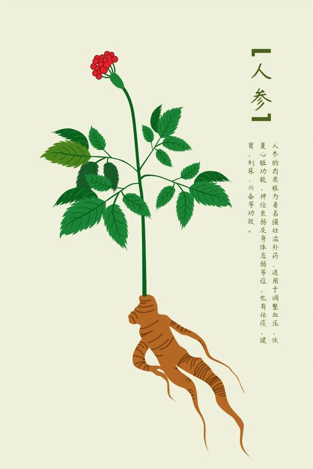 林黛玉服用人参为何没能治疗她的病红楼梦中药故事