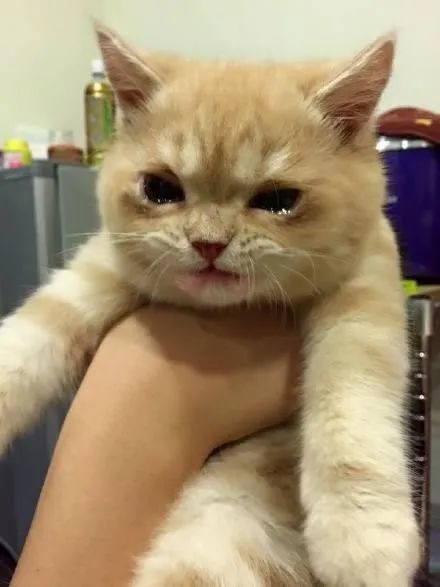 笔下都有过猫猫流泪的描写:"而那伤愁的叫声中,它发黄哀伤的目光,望着