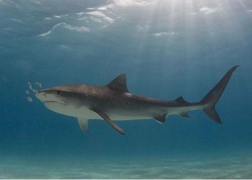 和其他大型猫科动物不同,雪豹对人类没有攻击性,还没有发生过雪豹袭击