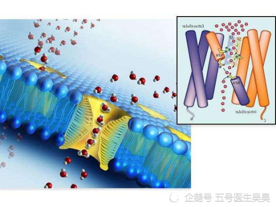 因对细胞膜水通道的发现,阿格利获得2003年诺贝尔化学奖,同时获奖的