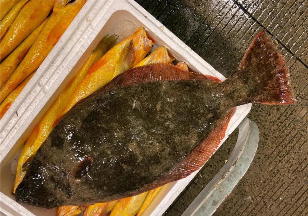 鲽形目鱼类俗称比目鱼 比目鱼的种类很多产量很大 味道也是比较好的 腾讯新闻