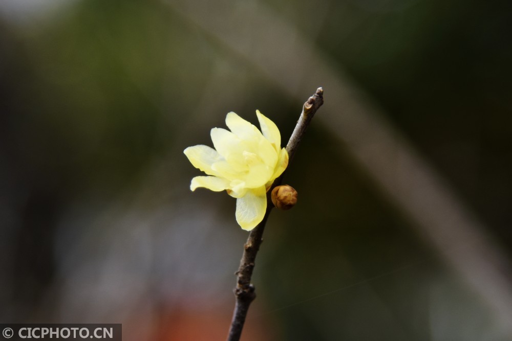 连日来,江苏省南通市如皋市颐园内的蜡梅疏影横斜,竞相绽放,暗香浮动