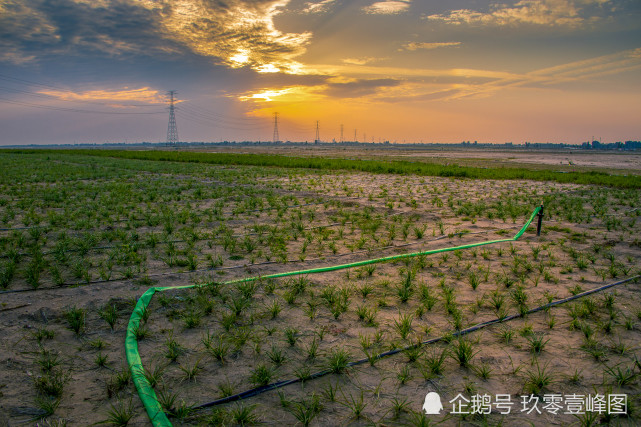千里平畴,天阔地广的晋州滹沱河畔正在营造的绿植