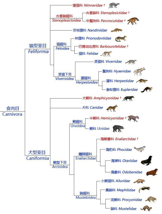 鬣狗明明叫狗,长得也像狗,为什么不是犬科?