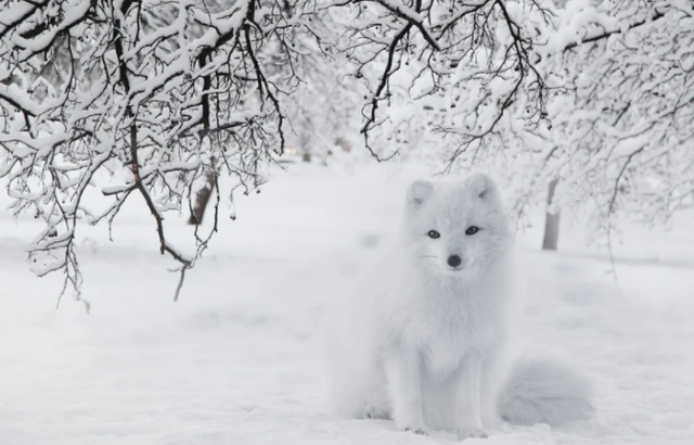 跳水你见过跳雪你见过吗北极狐头也太铁