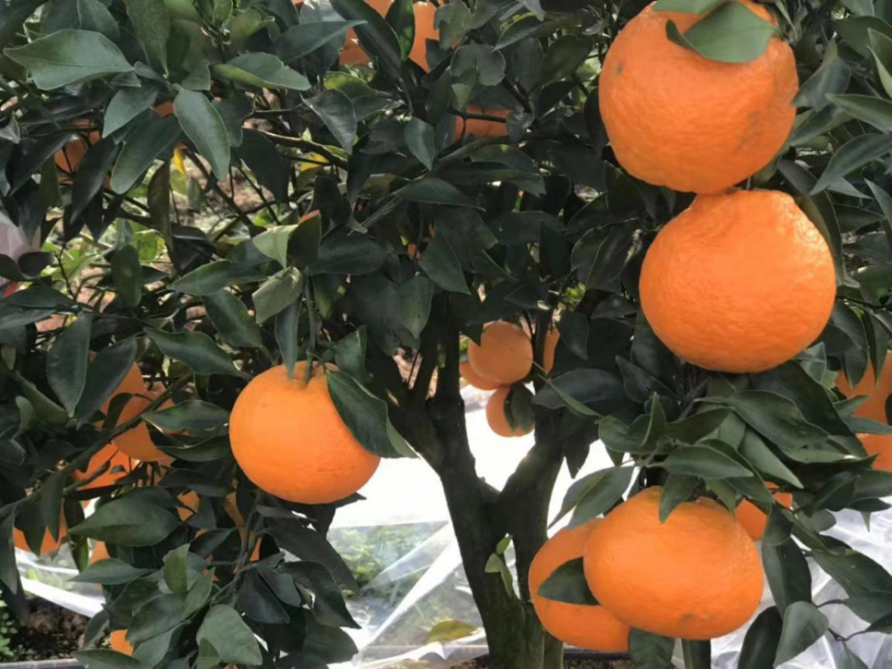 熟了熟了流长耙耙柑首鲜上市