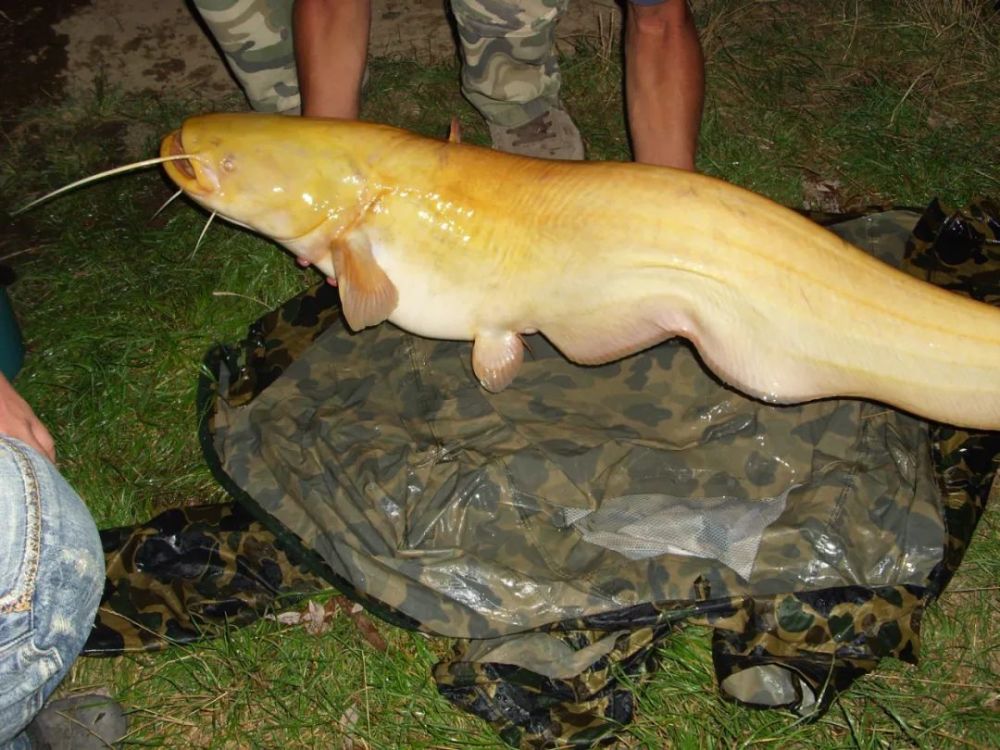 它们堪称水中新冠病毒