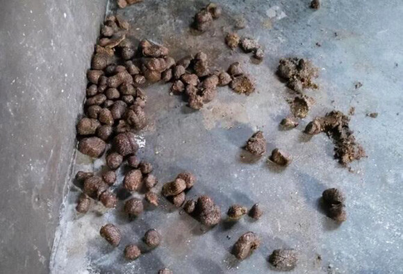 尿液呈深黄,排少量干硬粪球样的粪便,拿农村人的话来说就是像"羊屎蛋