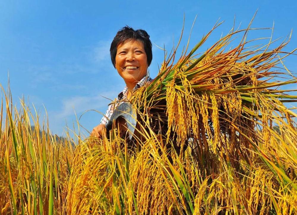 靠种田的农民,发家致富却很难,为啥?专家:三个原因,你认同吗_腾讯新闻