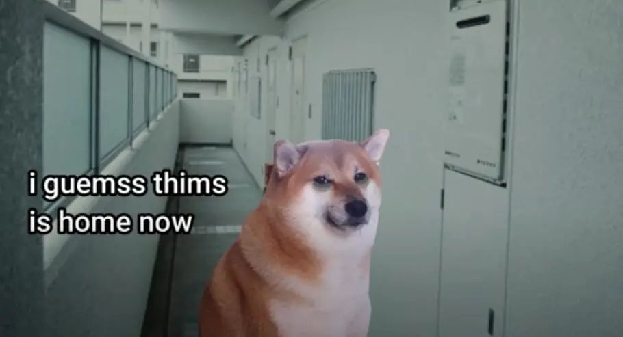 那只表情包里的柴犬现在是世界肥宅的正义