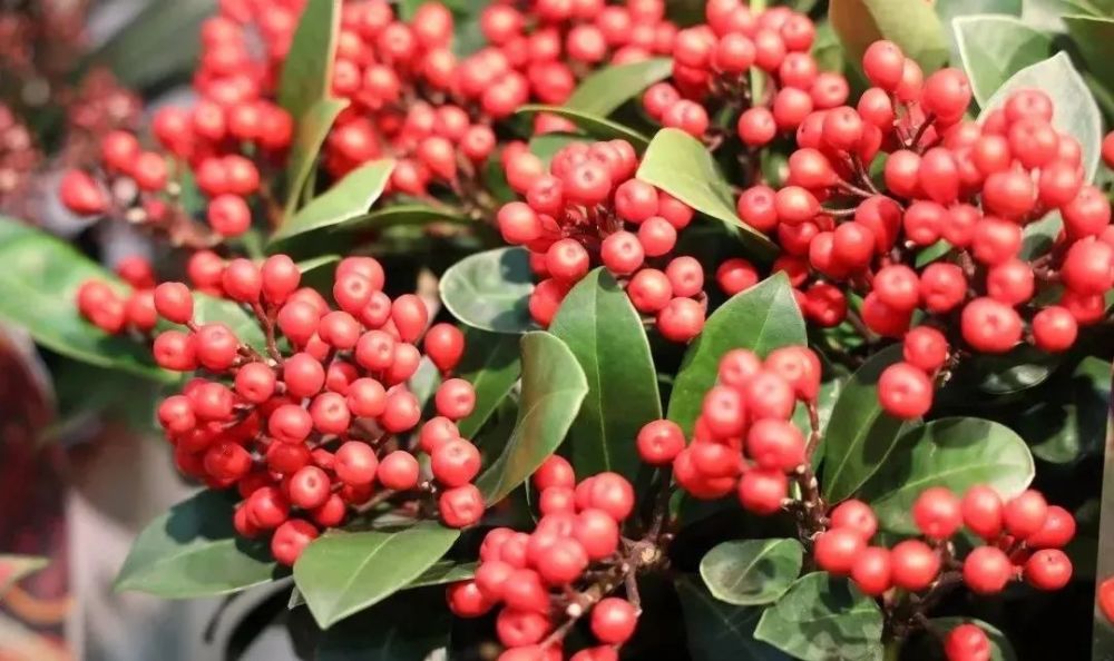 红运新春年宵花请求出战