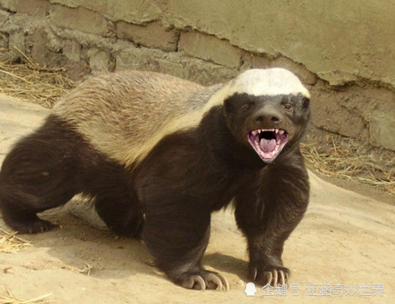 平头哥蜜獾号称无所畏惧的动物平头哥这个名字的由来