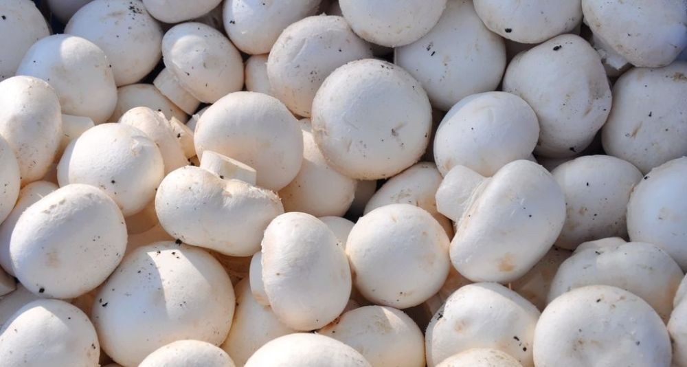 《山海情》中"强势植入"的5种闽宁特产,网友:看得流口水_腾讯新闻