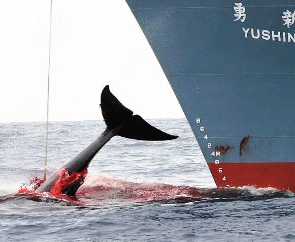 难怪满世界捕杀鲸鱼,背后的图谋果然不小