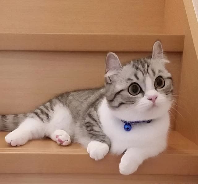 因为颜值太高,成为新晋"表情包"|猫咪|小奶猫|日本|萌宠