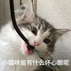 头像表情包丨小猫咪能有什么坏心思呢