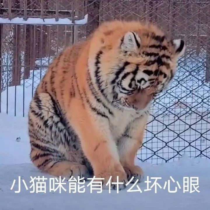 头像表情包丨小猫咪能有什么坏心思呢