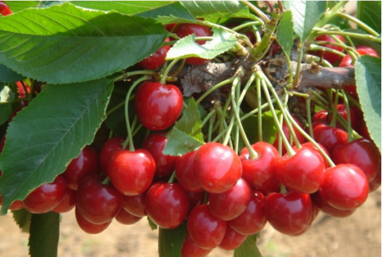 陕西水果图鉴车厘子那么贵为啥不看看西安白鹿原上的大樱桃