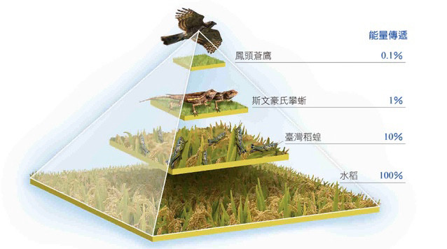 在植食性动物基础上,地球进化出肉食性动物的意义是什么?