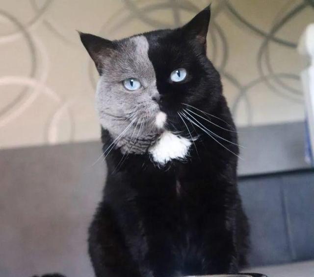 还记得那只"鸳鸯脸"的猫吗?它当爸爸啦,小猫们长相更有趣!